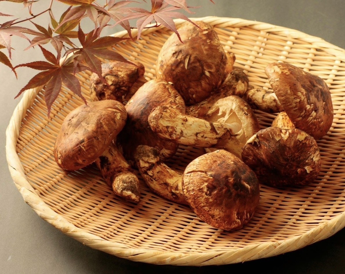 松茸